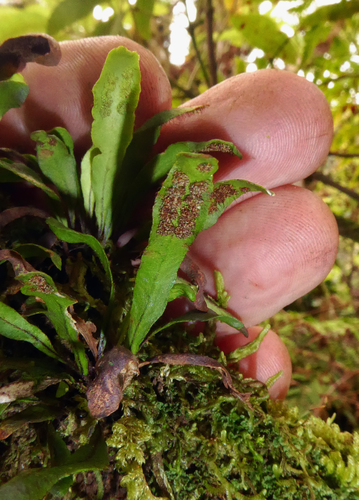 Oreogrammitis cheesemanii observed 2017-10-01