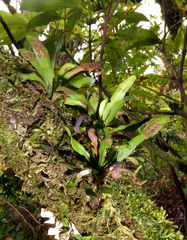 Oreogrammitis cheesemanii