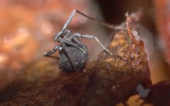 Nemastoma bimaculatum