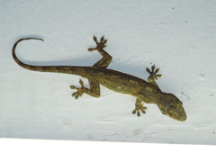 Hemidactylus mabouia