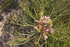 Serruria rubricaulis