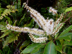 Pterophylla samoensis
