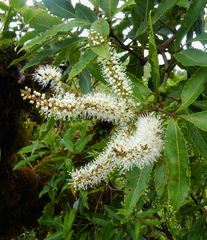 Pterophylla samoensis