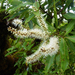 Weinmannia samoensis - Photo Ningún derecho reservado, subido por Peter de Lange
