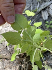 Image of Physalis pubescens