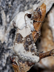 Triocnemis saporis