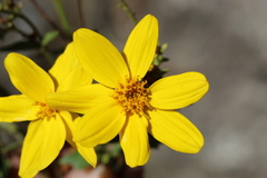 Coreopsis petrophiloides