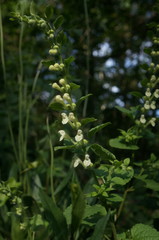 Scutellaria albida