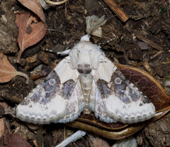 Triocnemis saporis