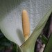 Arum italicum albispathum - Photo (c) Сергей, μερικά δικαιώματα διατηρούνται (CC BY-NC), uploaded by Сергей