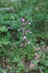 Himantoglossum comperianum