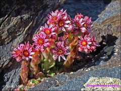 Sempervivum minutum
