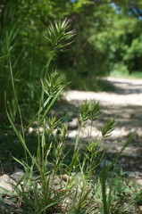 Bromus scoparius