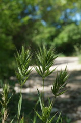 Bromus scoparius