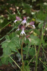 Himantoglossum comperianum