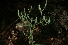 Lactuca hispida