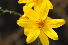 Coreopsis petrophiloides