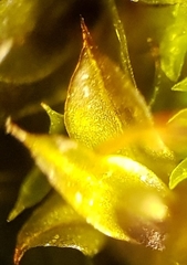 Microbryum davallianum