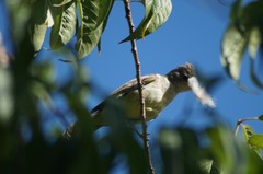 Camptostoma obsoletum