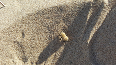 Dasymutilla arenivaga