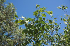 Celtis planchoniana