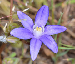 Brodiaea stellaris