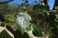 Celtis planchoniana