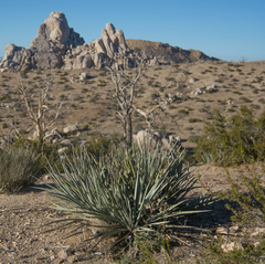 Yucca baccata baccata