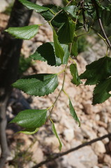 Celtis planchoniana