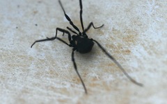 Nemastoma bimaculatum