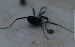 Nemastoma bimaculatum