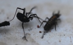 Nemastoma bimaculatum