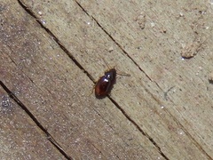 Elaphropus
