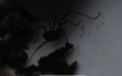 Nemastoma bimaculatum