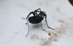 Nemastoma bimaculatum