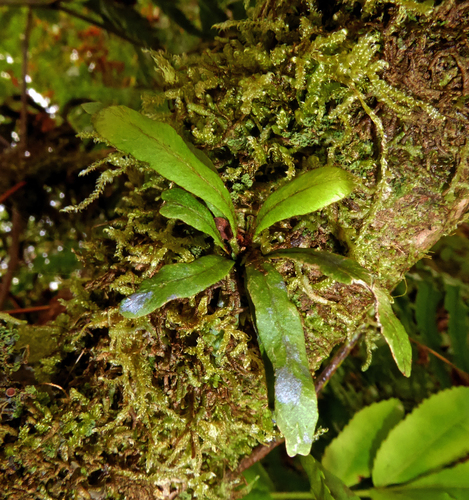 Oreogrammitis cheesemanii observed 2017-10-01