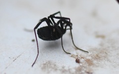 Nemastoma bimaculatum