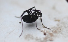 Nemastoma bimaculatum