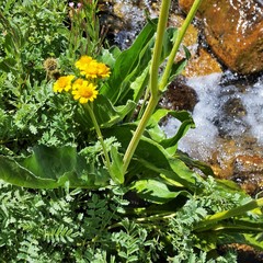 Senecio fistulosus
