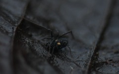 Nemastoma bimaculatum