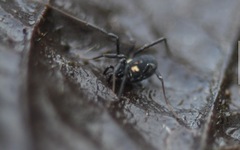 Nemastoma bimaculatum