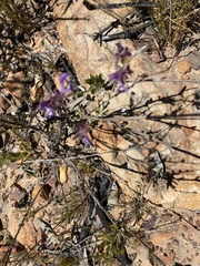 Salvia albicaulis