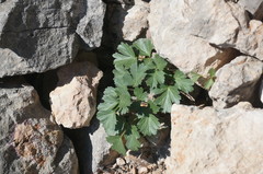 Heracleum ligusticifolium