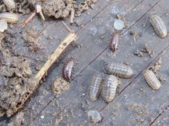 Chaetophiloscia sicula