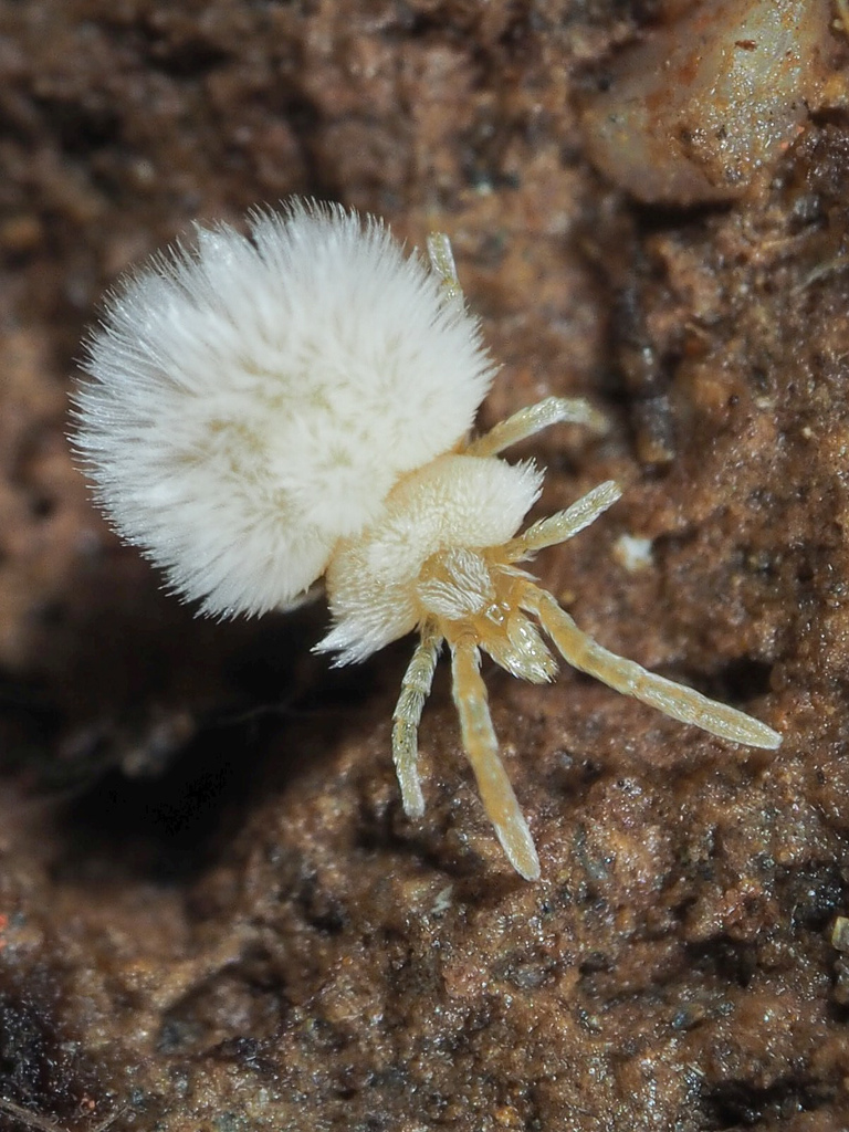 Pinolillos y coloradillas (Familia Trombiculidae) · iNaturalist Ecuador