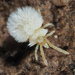 Trombiculidae - Photo (c) Mario Bassini, alguns direitos reservados (CC BY), uploaded by Mario Bassini