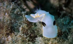 Ardeadoris scottjohnsoni