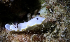 Ardeadoris scottjohnsoni