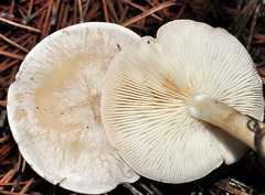 Clitocybe dealbata