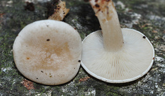 Clitocybe dealbata